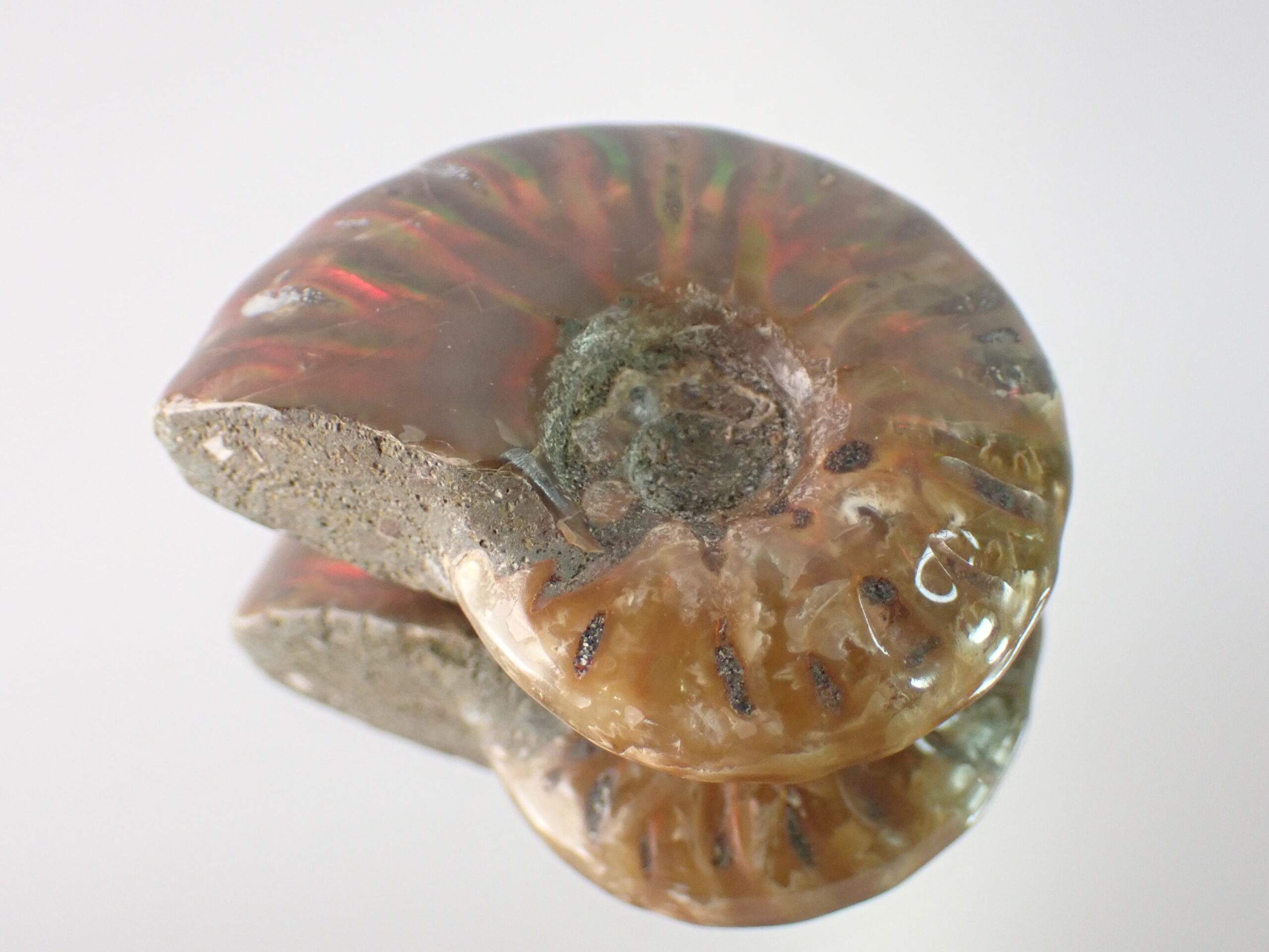 ammonite01-scaled.jpg