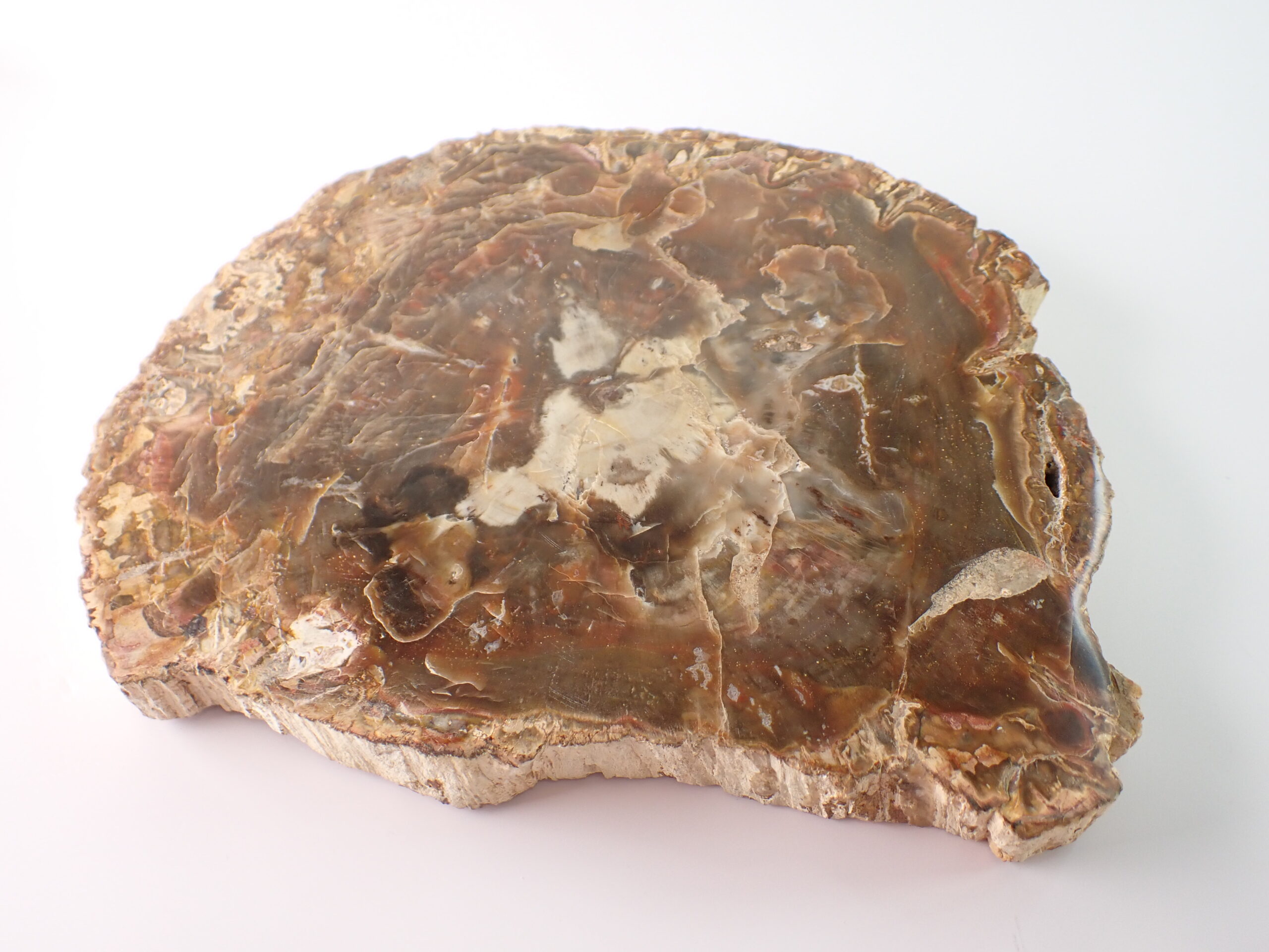 petrified_wood01-scaled.jpg
